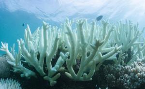 研究显示大堡礁珊瑚白化现象已持续400年 