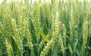 小麦是食物过敏源之一，一项最新研究有助于培育低致敏小麦