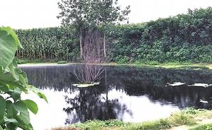 河南省环保厅暗访发现一猪场藏身玉米地染黑河塘，无证被取缔