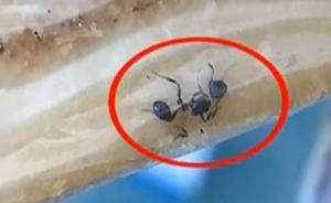 “米多奇”烤馍片包装里现死蚂蚁，厂家愿赔两箱被消费者拒绝