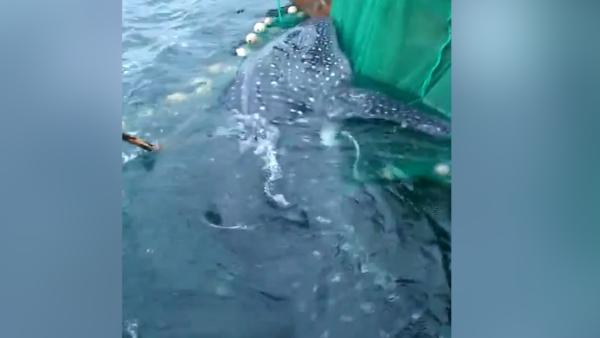 风大浪急鲸鲨陷入近海养殖区， 渔民营救