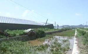台风“温比亚”过境：辽宁大连数十万亩大田倒伏，减产过半