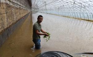 直播录像丨山东寿光洪灾，村庄被淹、蔬菜种植大棚被毁严重
