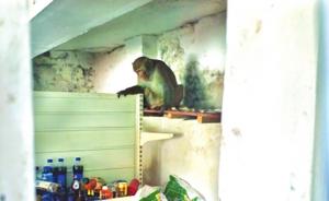 贵阳猕猴频繁下山闹事，野管站近两个月出动十次捉拿猴哥