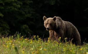 物种灭绝不等于遗传物质消失：棕熊身上发现了洞穴熊的基因