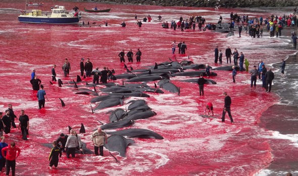 爱与杀一片骂声中的日本捕鲸文化沉浮