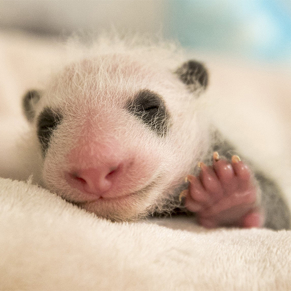 熊猫宝宝照片大全可爱图片